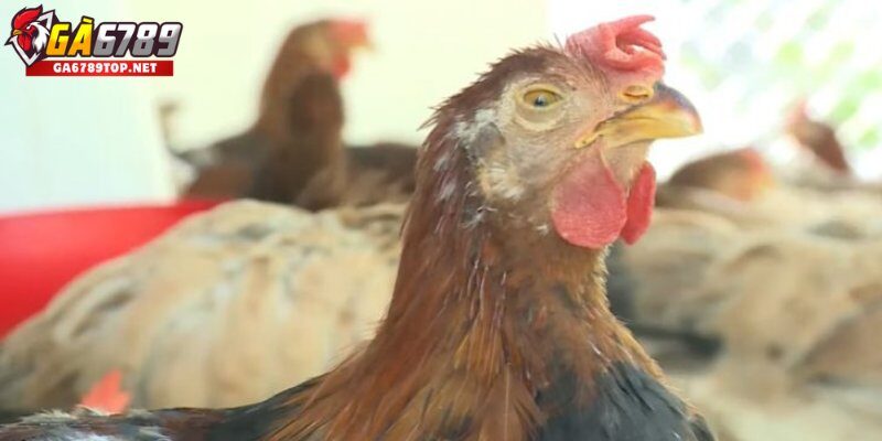 Cách Điều Trị Bệnh CRD Ở Gà Hiệu Quả Nhất Hiện Nay
