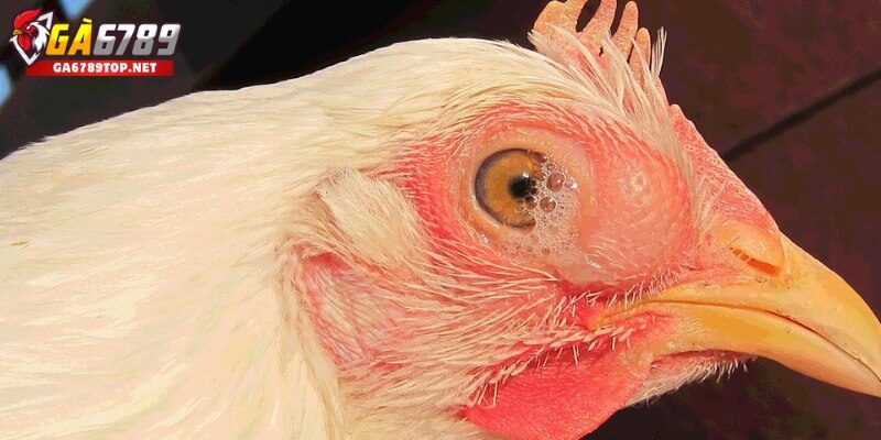 Triệu Chứng Và Dấu Hiệu Nhận Biết Bệnh CRD Ở Gà
