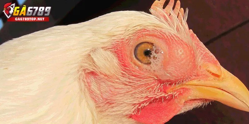 Triệu Chứng Và Dấu Hiệu Nhận Biết Bệnh CRD Ở Gà