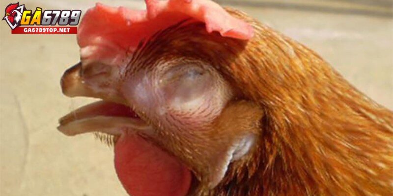 Bệnh CRD Ở Gà Là Gì?