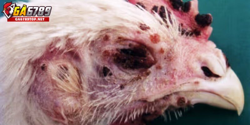 Dấu hiệu nhận biết bệnh đậu gà qua từng giai đoạn.