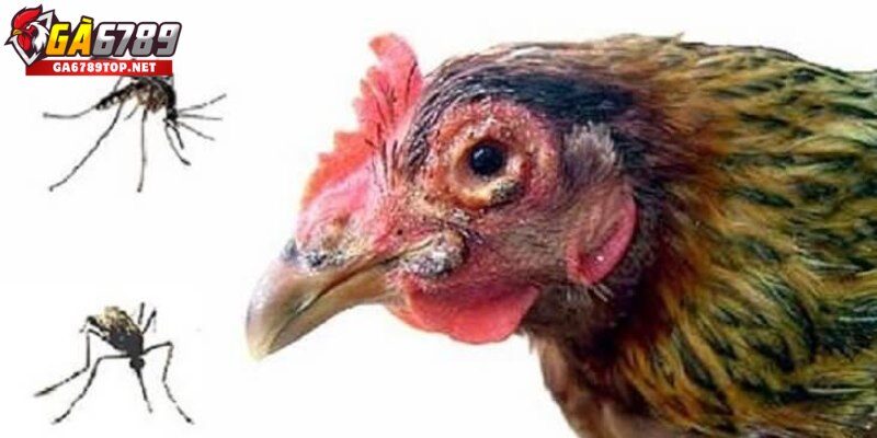 Tổng quan về bệnh đậu gà