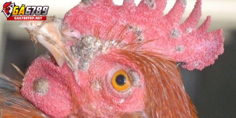 Phương pháp điều trị bệnh đậu gà hiệu quả