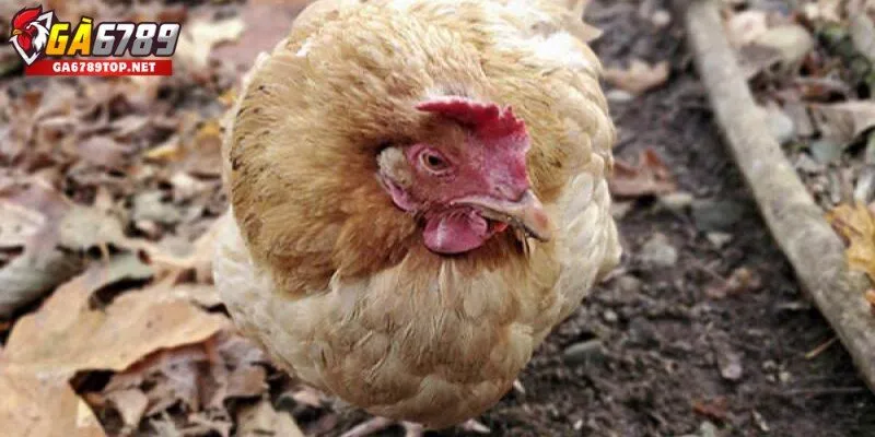 Dấu hiệu nhận biết bệnh nấm phổi ở gà