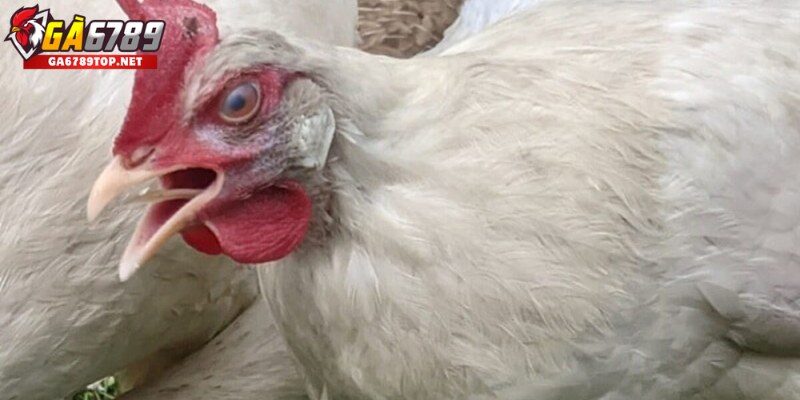 Nguyên nhân bệnh nấm phổi ở gà