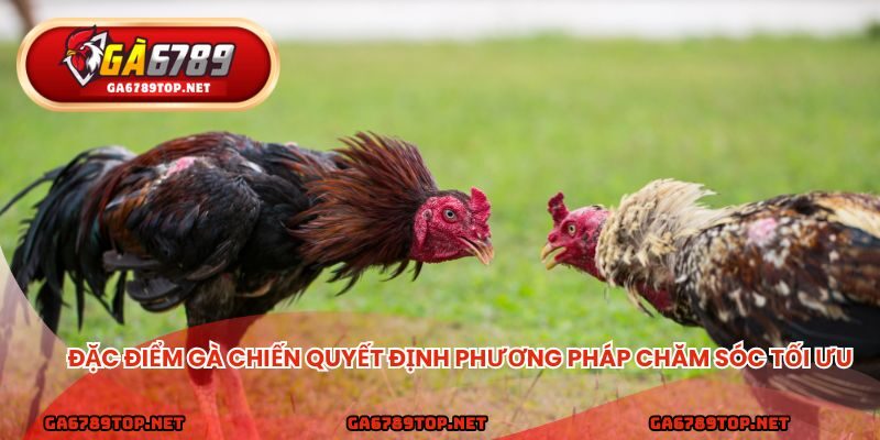 Đặc điểm gà chiến quyết định phương pháp chăm sóc tối ưu