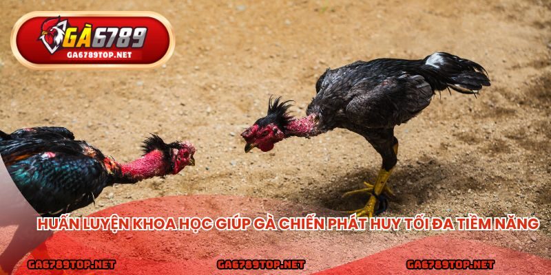 Huấn luyện khoa học giúp gà chiến phát huy tối đa tiềm năng