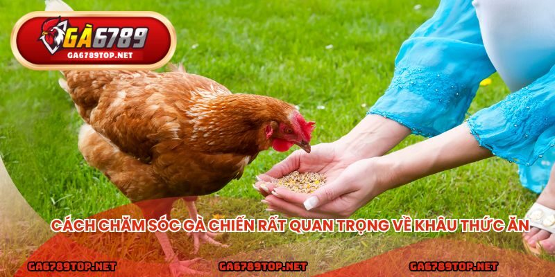 Cách chăm sóc gà chiến rất quan trọng về khâu thức ăn