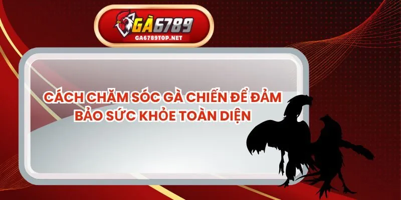 Cách Chăm Sóc Gà Chiến Để Đảm Bảo Sức Khỏe Toàn Diện