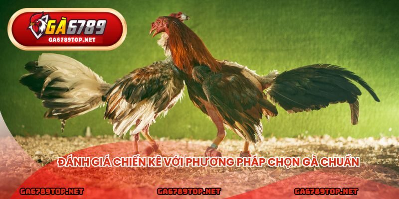 Đánh giá chiến kê với phương pháp chọn gà chuẩn