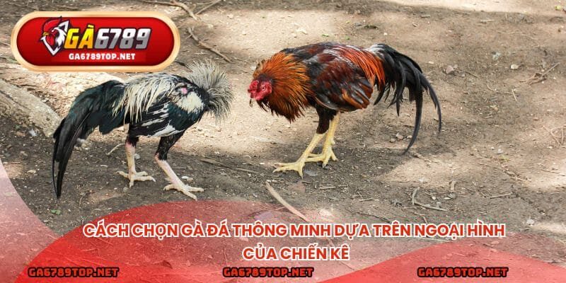 Cách chọn gà đá thông minh dựa trên ngoại hình của chiến kê