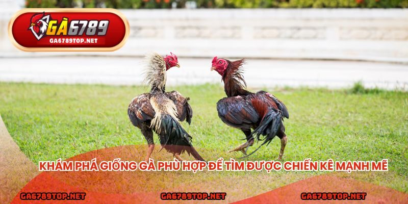 Khám phá giống gà phù hợp để tìm được chiến kê mạnh mẽ