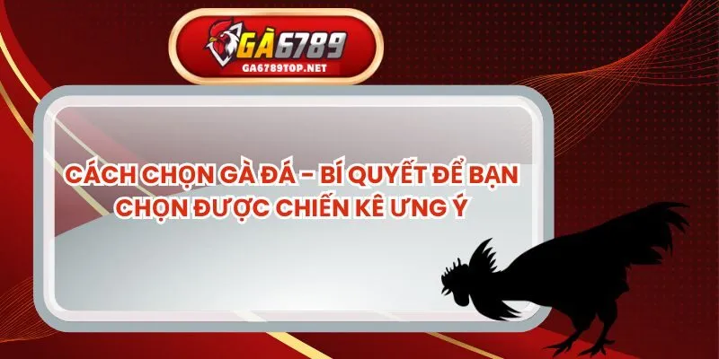 Cách Chọn Gà Đá - Bí Quyết Để Bạn Chọn Được Chiến Kê Ưng Ý
