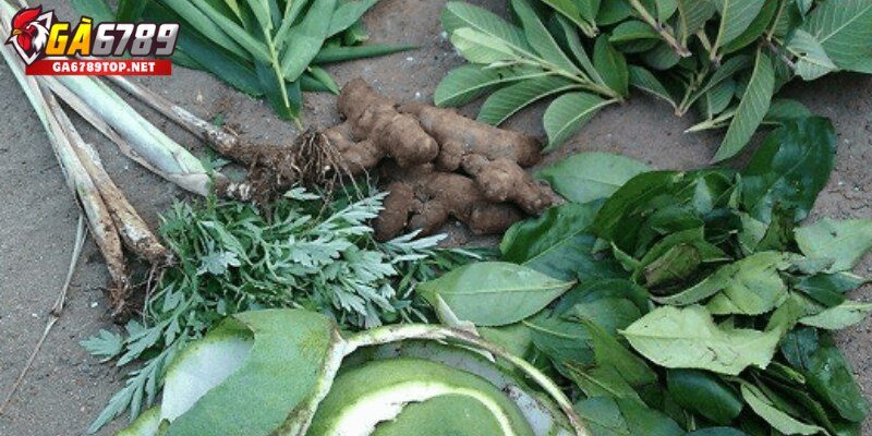 Cách làm nước om gà chọi đúng chuẩn