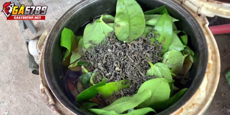 Vì sao cần om gà chọi?