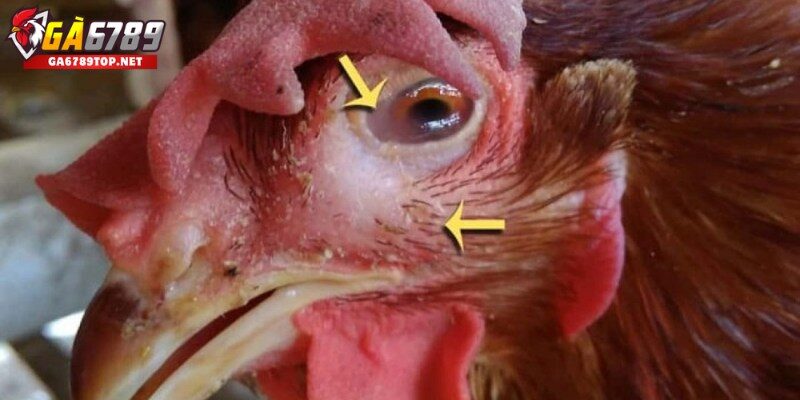 Nguyên Nhân Gây Bệnh Coryza