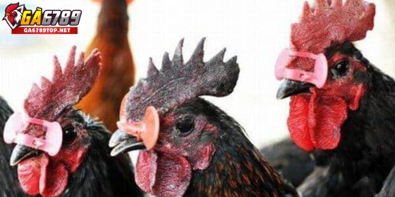 Bệnh Đầu Đen – Một Trong Các Loại Bệnh Ở Gà Thường Gặp