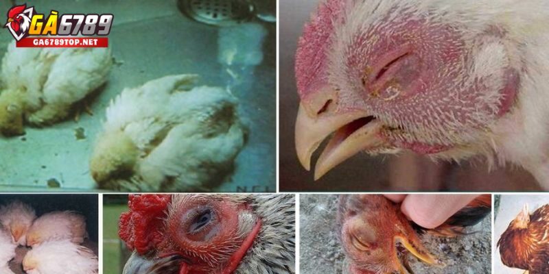 Bệnh ORT Ở Gà – Điển Hình Trong Các Loại Bệnh Ở Gà Dễ Gặp Nhất