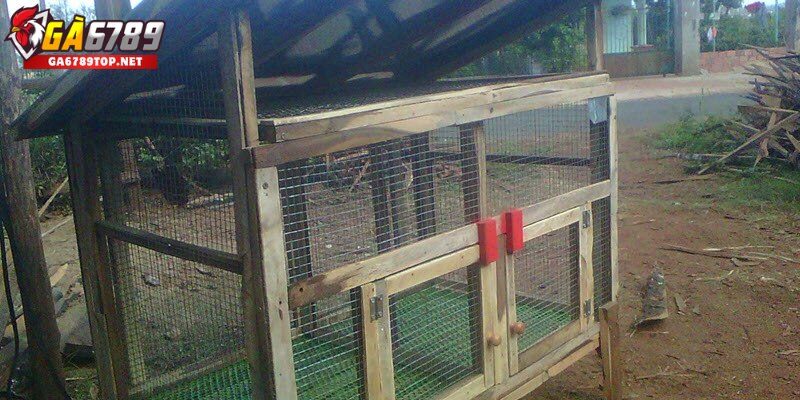 Cách Làm Chuồng Gà Hiệu Quả – Những Điều Cần Biết