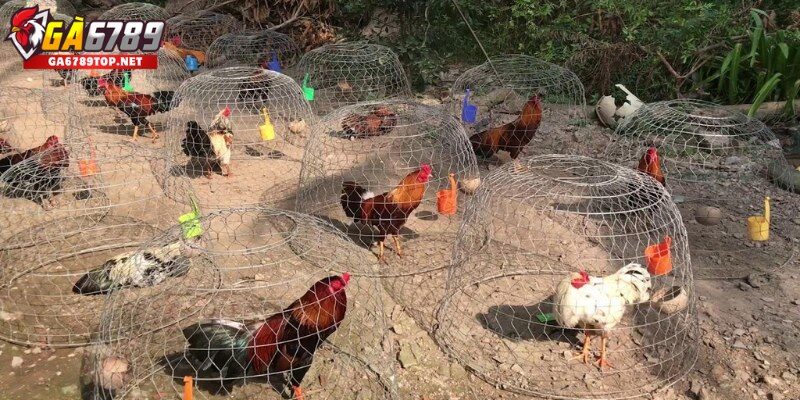 Thực Phẩm Phù Hợp Để Tăng Sức Bền Và Lì Đòn