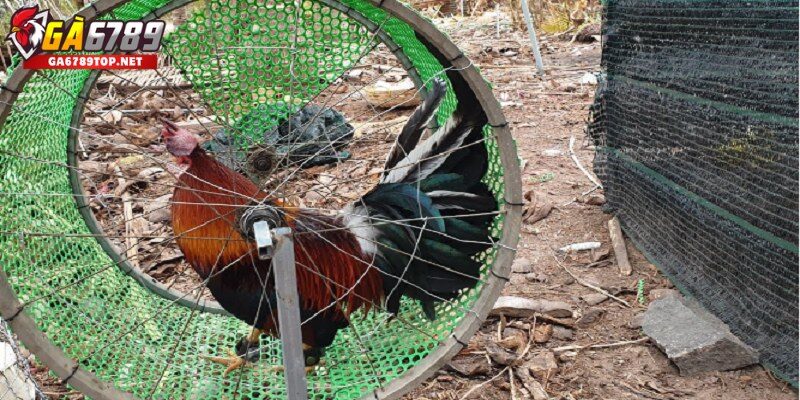 Quần Mái – Giữ Gà Sung Và Dẻo Dai Hơn