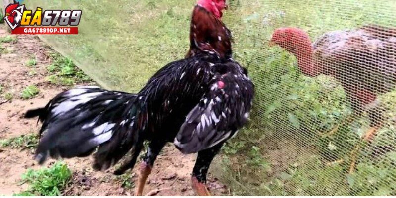 Hướng Dẫn Cách Luyện Tập Gà Đá Từ Cơ Bản Đến Nâng Cao