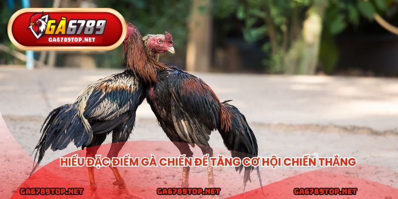 Hiểu đặc điểm gà chiến để tăng cơ hội chiến thắng