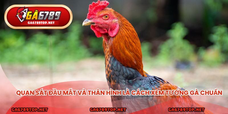 Quan sát đầu mắt và thân hình là cách xem tướng gà chuẩn