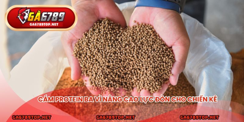Cám protein Ba Vì nâng cao lực đòn cho chiến kê