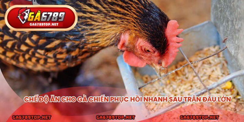 Chế độ ăn cho gà chiến phục hồi nhanh sau trận đấu lớn