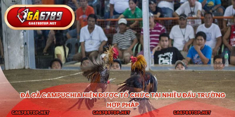 Đá gà campuchia hiện được tổ chức tại nhiều đấu trường hợp pháp