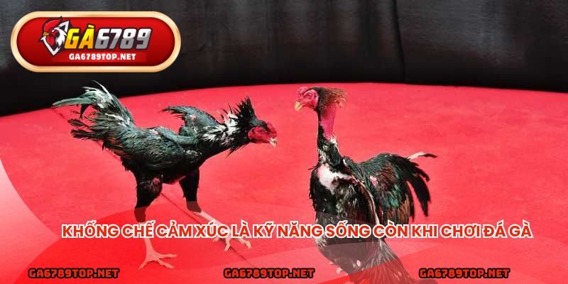 Khống chế cảm xúc là kỹ năng sống còn khi chơi đá gà