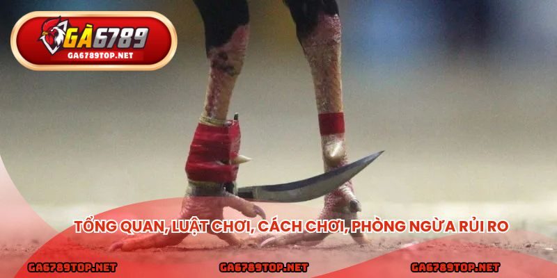 Tổng quan, luật chơi, cách chơi, phòng ngừa rủi ro