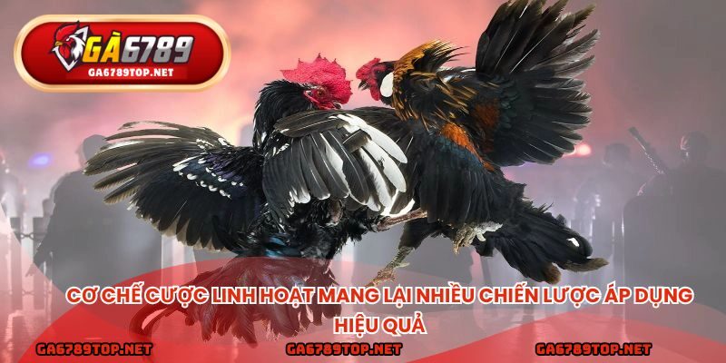 Cơ chế cược linh hoạt mang lại nhiều chiến lược áp dụng hiệu quả