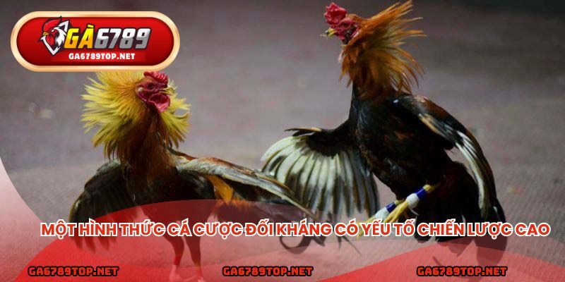 Đá gà cựa sắt - Một hình thức cá cược đối kháng có yếu tố chiến lược cao