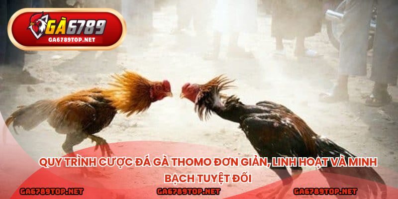 Quy trình cược đá gà thomo đơn giản, linh hoạt và minh bạch tuyệt đối