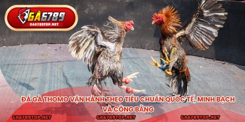 Đá gà thomo vận hành theo tiêu chuẩn quốc tế, minh bạch và công bằng