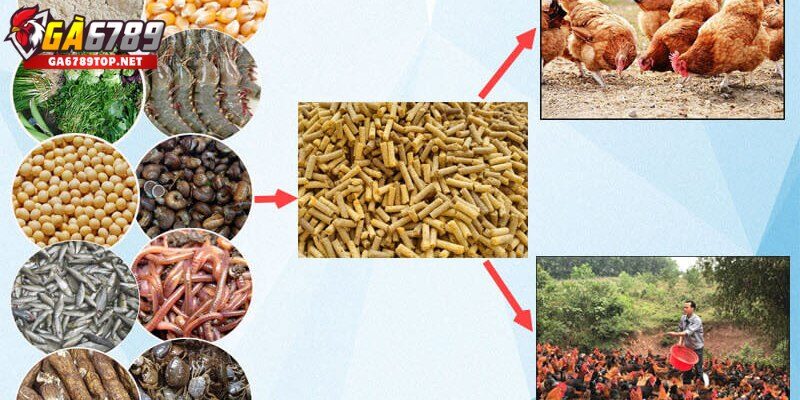 Những Yếu Tố Ảnh Hưởng Đến Dinh Dưỡng Cho Gà Đá