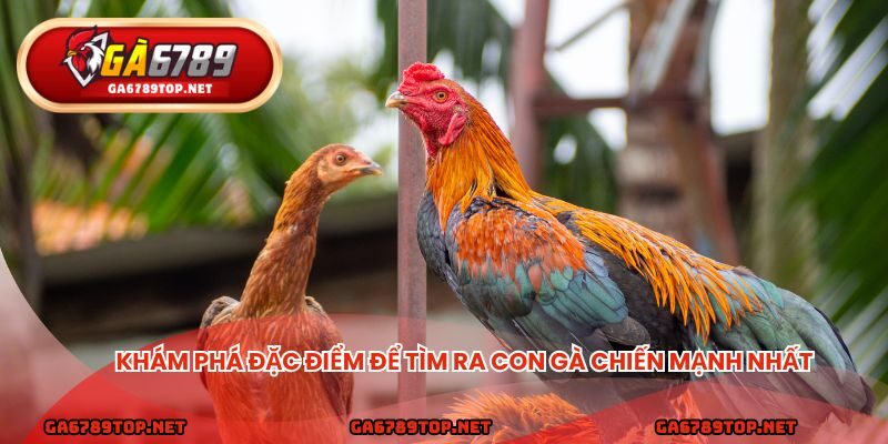 Khám phá đặc điểm để tìm ra con gà chiến mạnh nhất