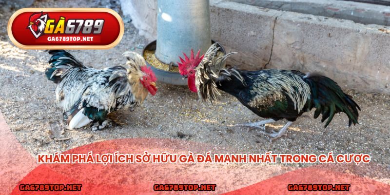 Khám phá lợi ích sở hữu gà đá mạnh nhất trong cá cược