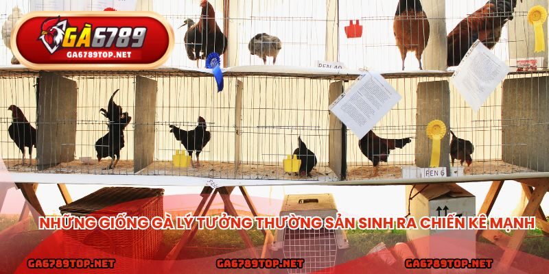 Những giống gà lý tưởng thường sản sinh ra chiến kê mạnh