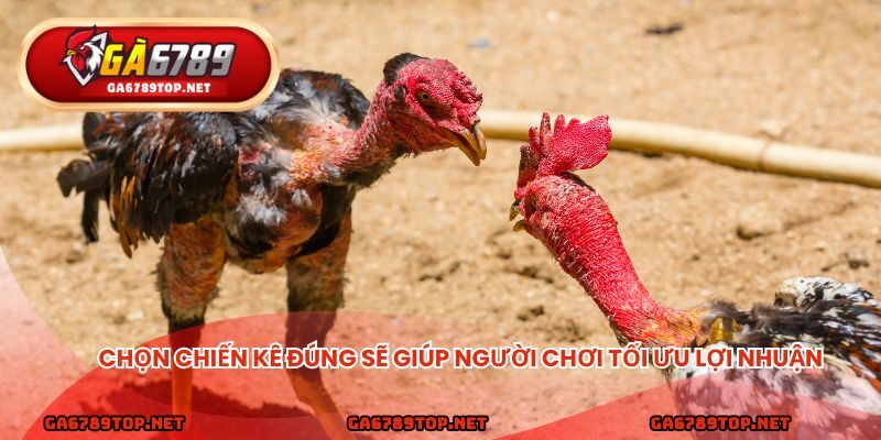 Chọn chiến kê đúng sẽ giúp người chơi tối ưu lợi nhuận
