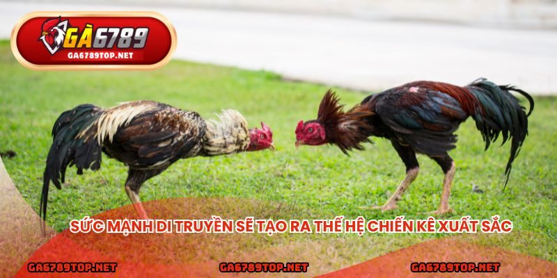 Sức mạnh di truyền sẽ tạo ra thế hệ chiến kê xuất sắc