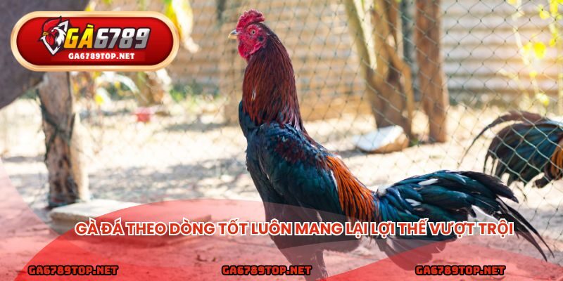 Gà đá theo dòng tốt luôn mang lại lợi thế vượt trội