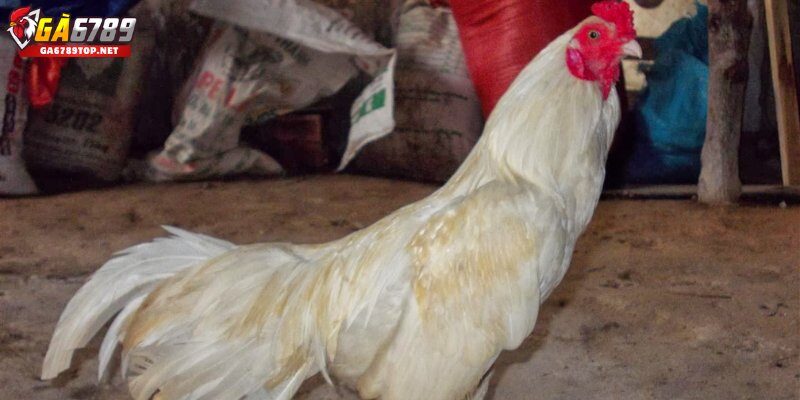 Đặc Điểm Nổi Bật Của Gà Nhạn