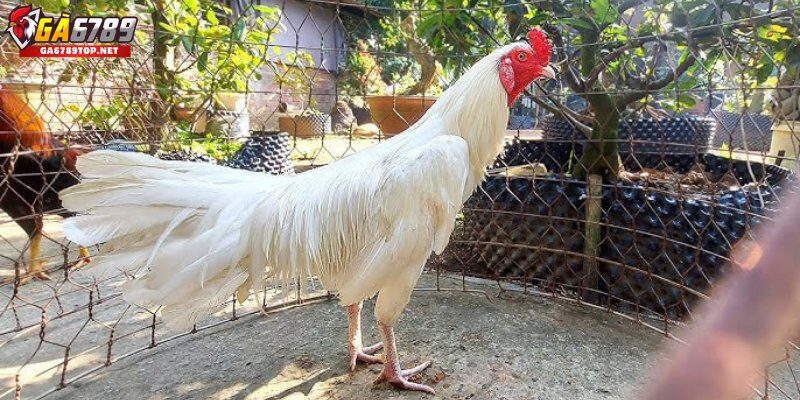 Bí Quyết Nuôi Gà Nhạn Khỏe Mạnh, Mau Lớn Và Ít Bệnh