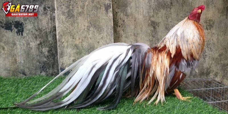 Tính Cách Của Gà Xám