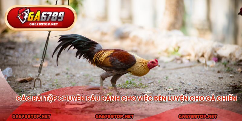 Các bài tập chuyên sau dành cho việc rèn luyện cho gà chiến