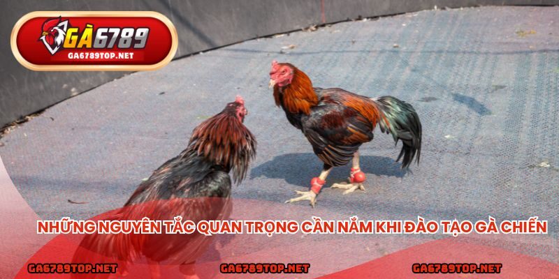 Những nguyên tắc quan trọng cần nắm khi đào tạo gà chiến