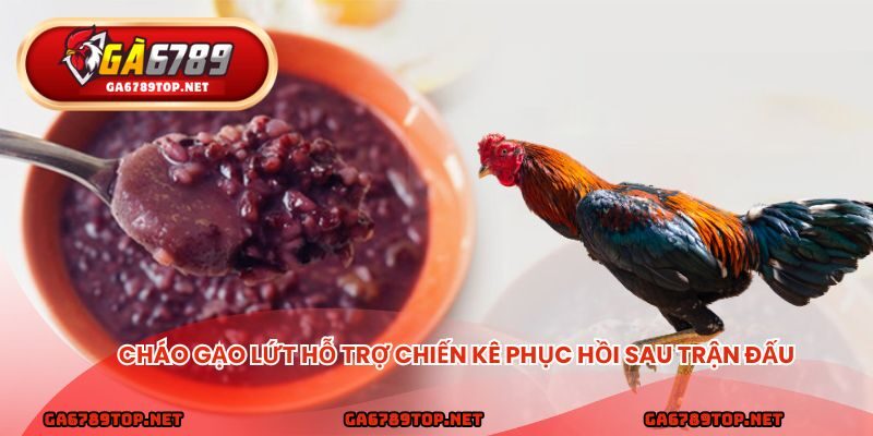 Cháo gạo lứt hỗ trợ chiến kê phục hồi sau trận đấu